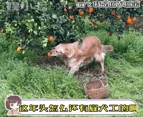 小狗帮主人摘橘子,小狗帮主人摘梨