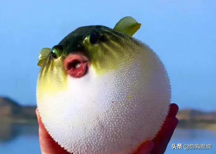 吃河豚闹肚子,会生气的河豚的笑话