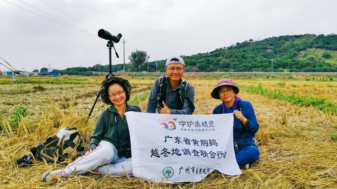 鸟人图鉴│守护稻田里的精灵，甄军寻找黄胸鹀