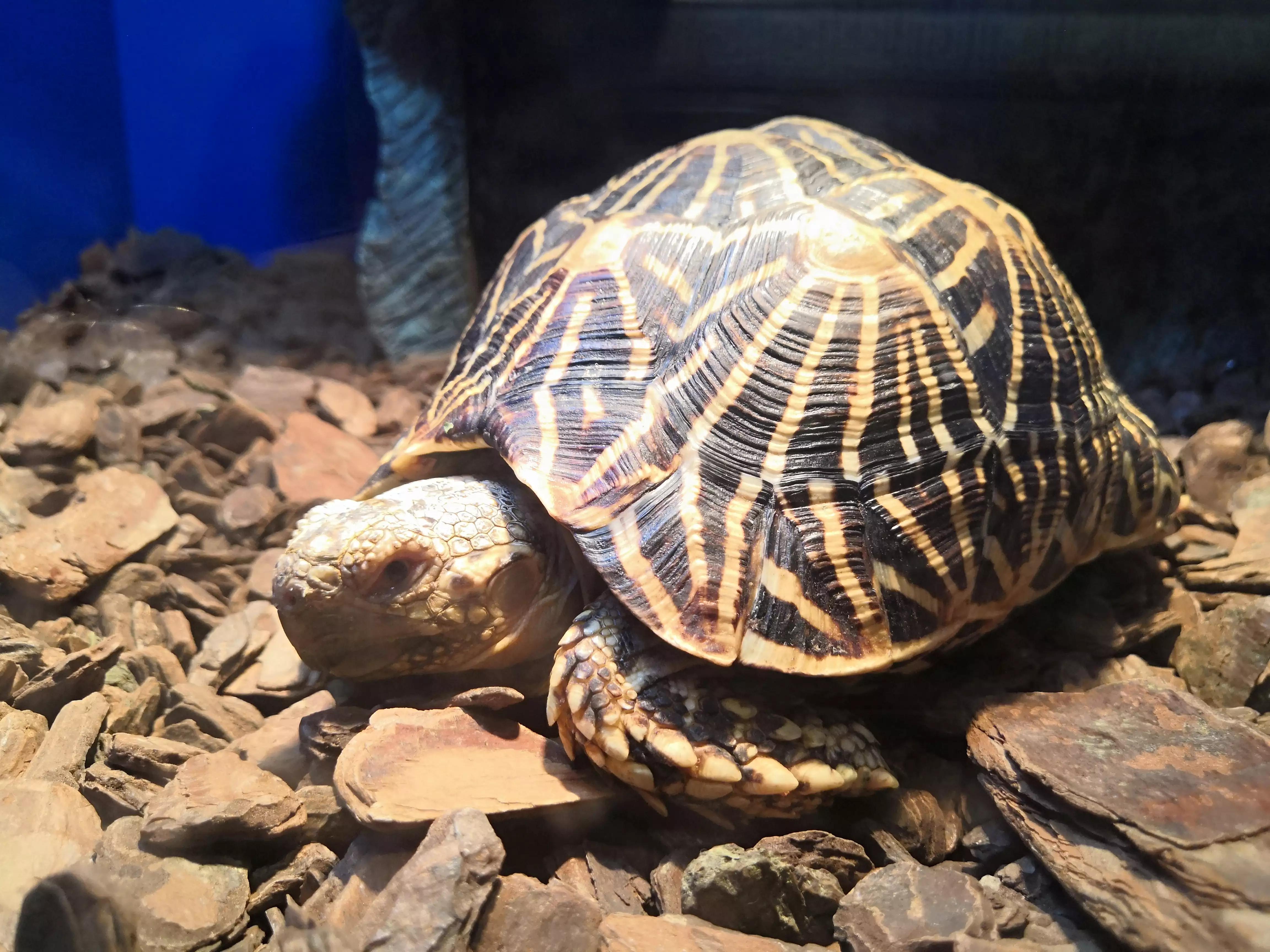 上海海洋水族馆鲨鱼,上海海洋水族馆当天能购票吗