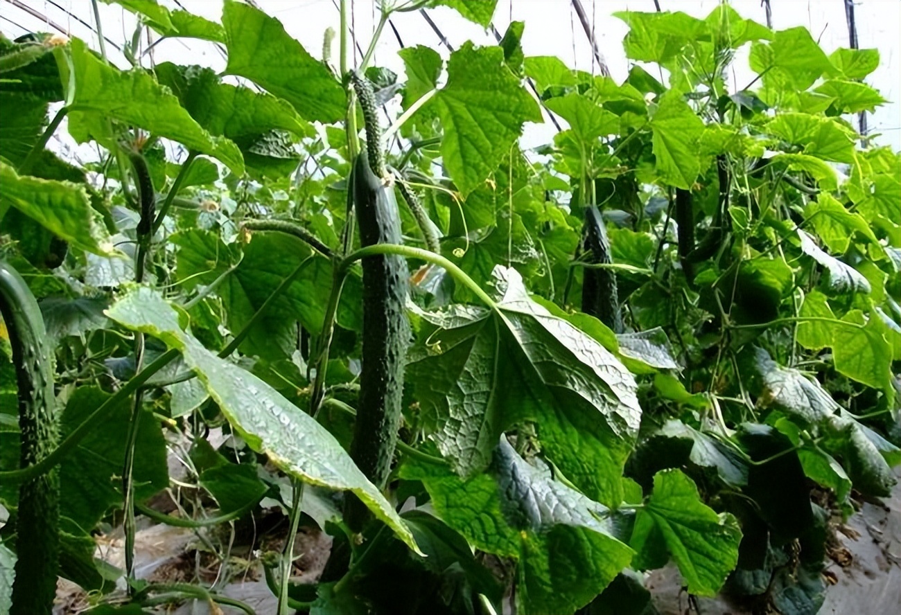 黄瓜基因组数据库怎么查基因序列,黄瓜花叶病毒基因序列