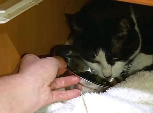 一只小流浪猫一直在小区门口,门口突然来了一只猫不停的叫