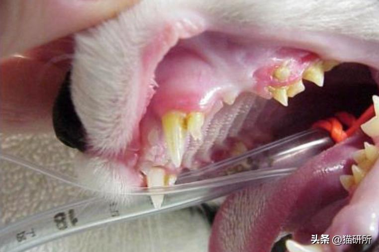 猫咪的腿瘸了可以用什么方法治疗,猫咪没有受伤但是瘸吃什么药