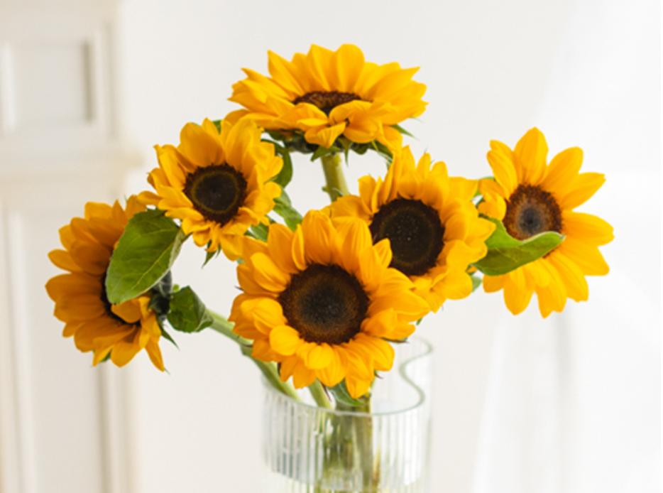 情人节收到的鲜花如何养护,女神节送什么花最好最合适