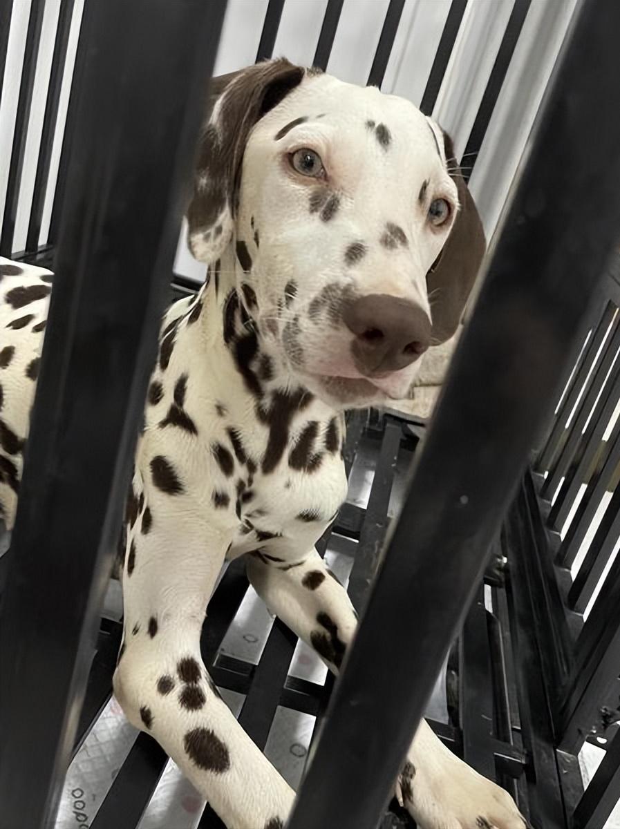 斑点狗杂交拉布拉多,杂交的斑点狗是什么样的啊