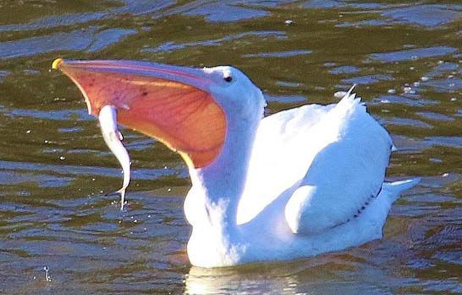 鹈鹕吃长颈鹿动画版,鹈鹕咬长颈鹿