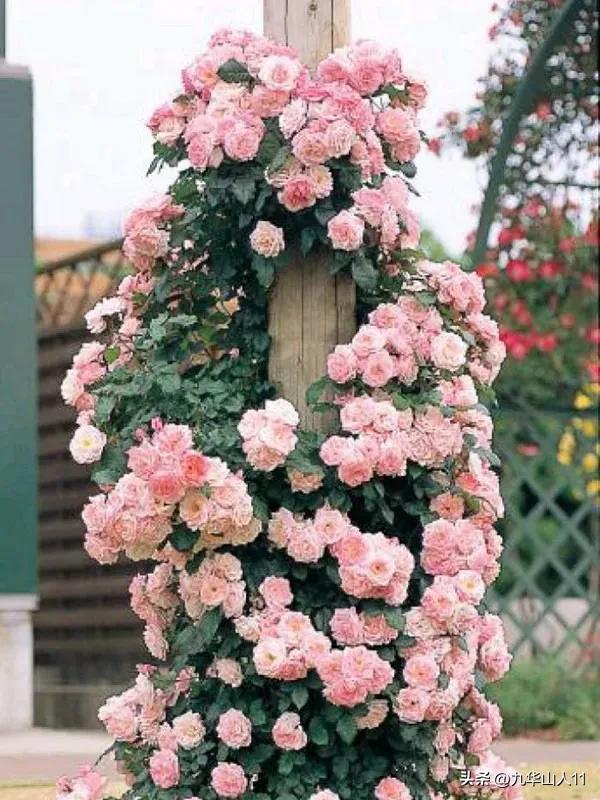 最耐寒的藤本月季哪个品种好 (藤本月季及主要品种详细介绍图解)