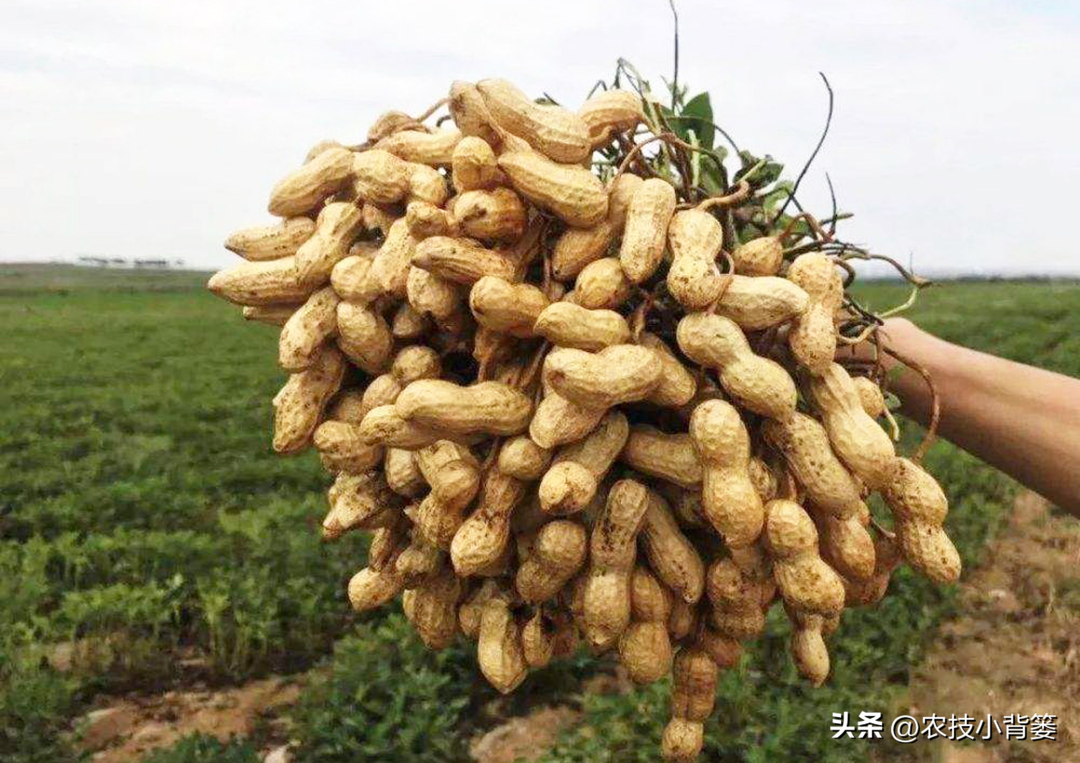 怎样解决花生空壳问题,花生空壳原因及防治方法