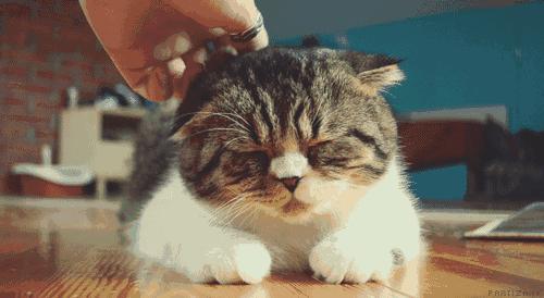 新手养猫的十大建议,新手养猫的十大忠告