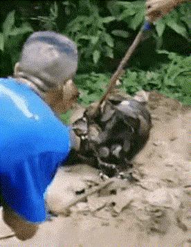 世界上最奇怪最大最恐怖的蛇图片,世界上十大恐怖诡异蛇