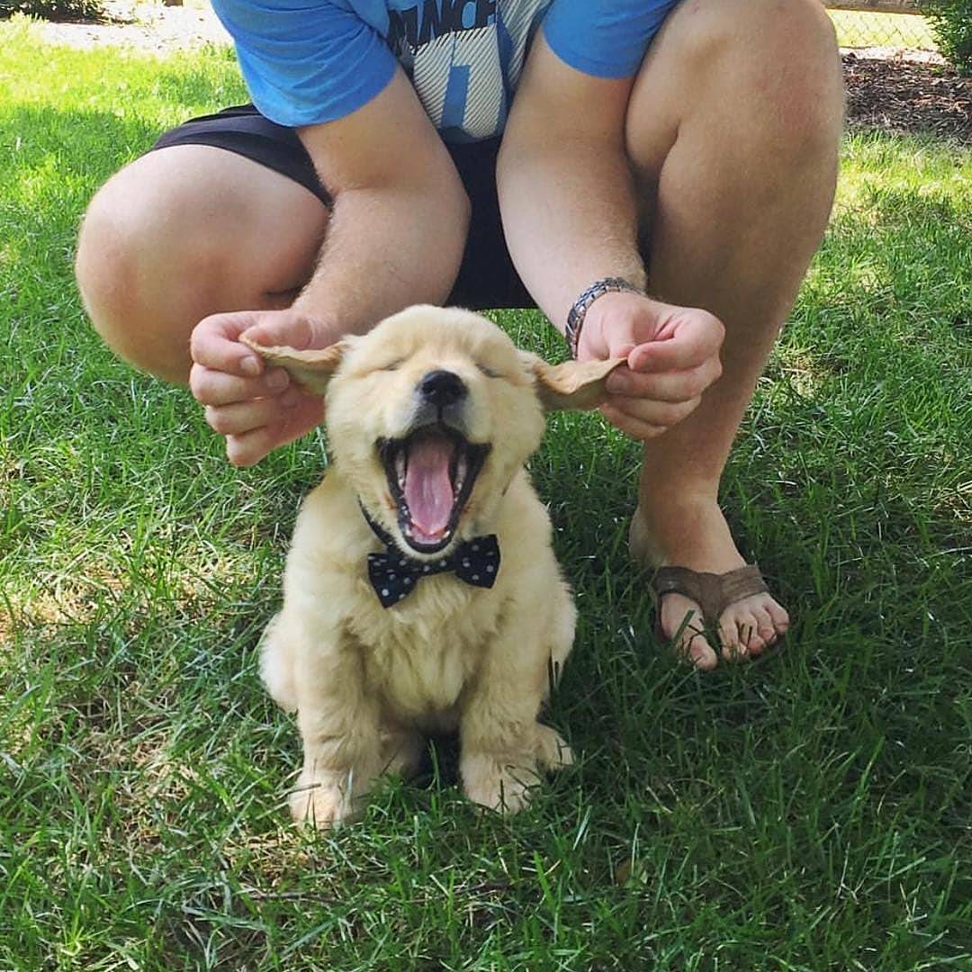 如何才能让胆小的狗狗有安全感,怎么让狗狗有安全感睡觉