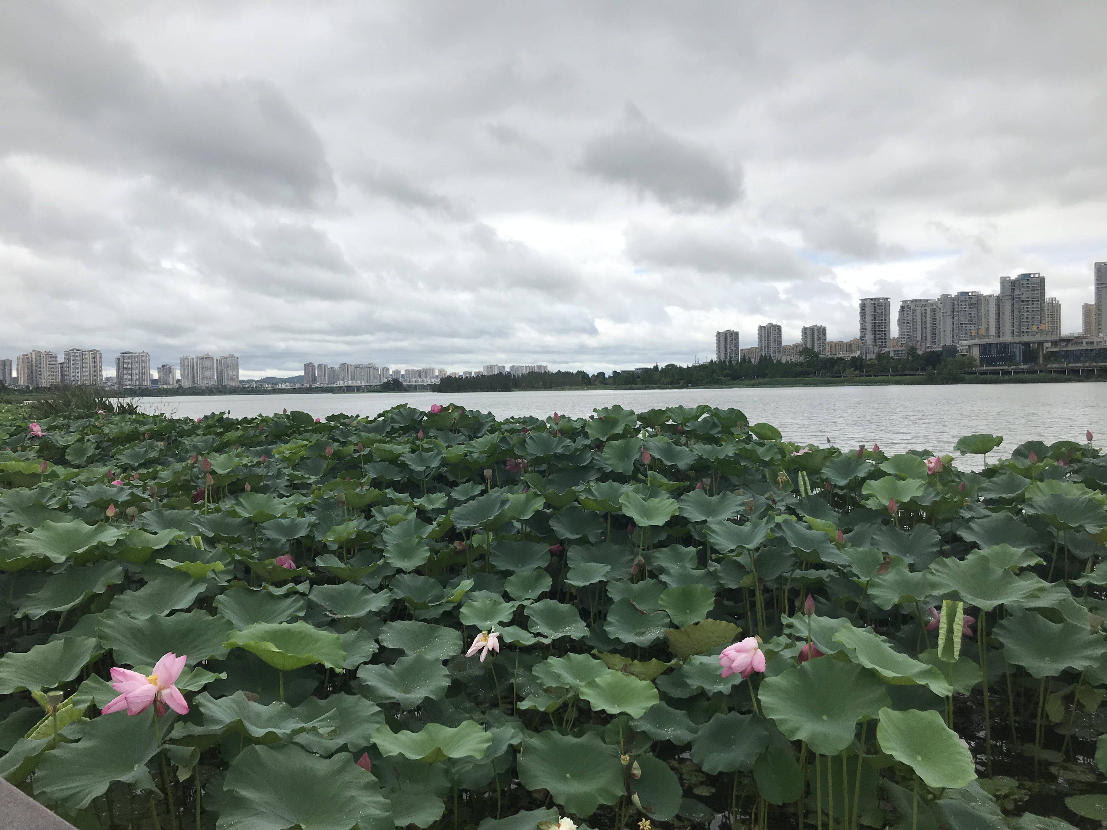 烈日炎炎赏荷花清凉一夏,京郊赏荷领略夏日之美