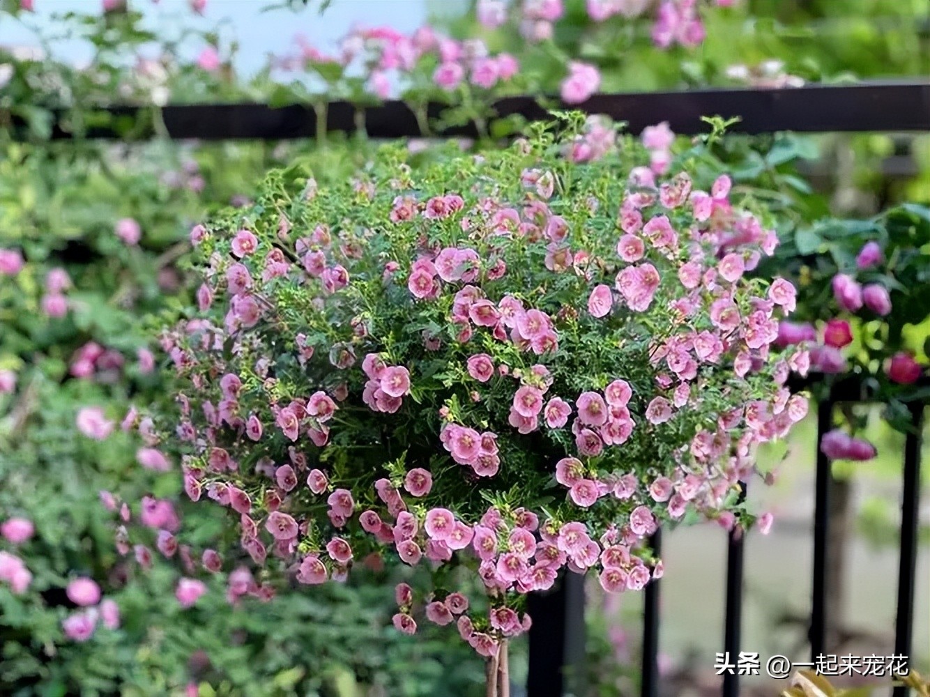 小木槿花球怎样修剪,小木槿棒棒糖大花球