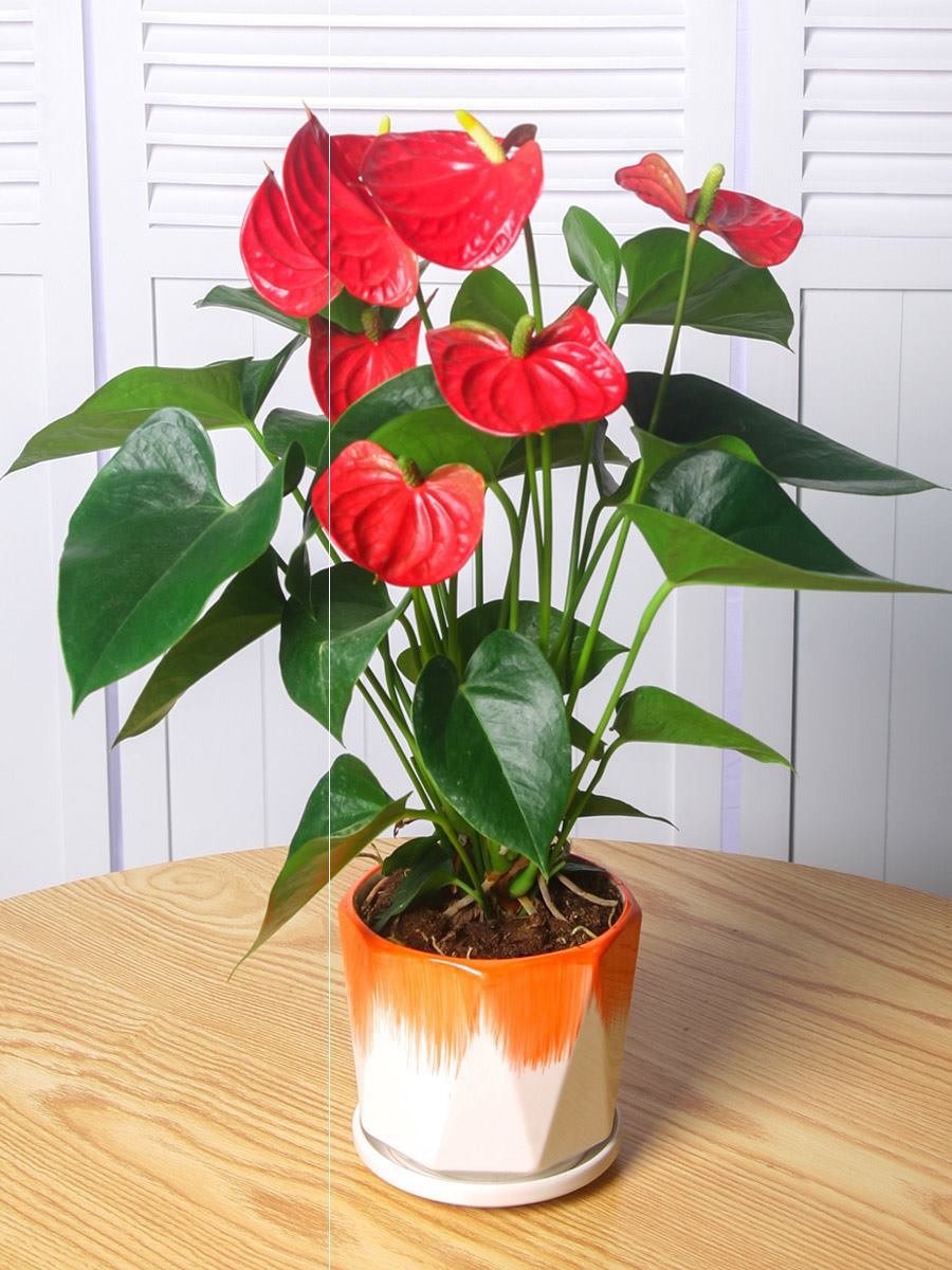 百花齐放春意浓群芳争艳,百花齐放喜迎新春