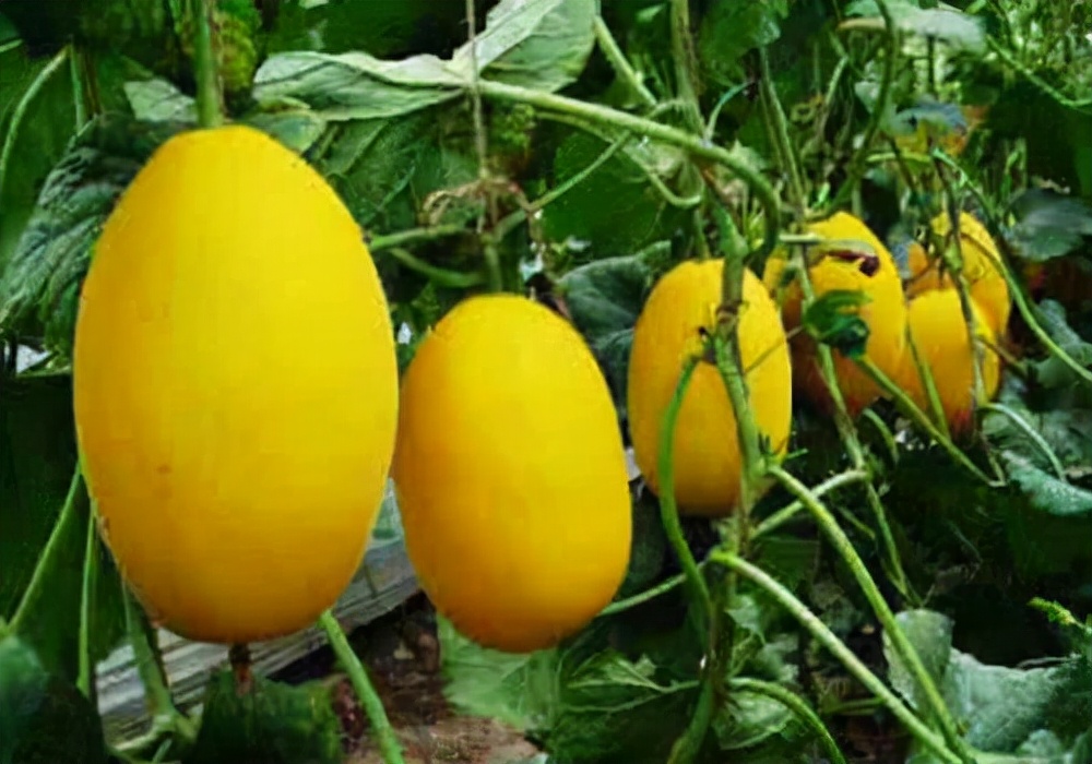 农村种植致富的20个项目排行榜,农业种植什么项目前景好挣钱多呢