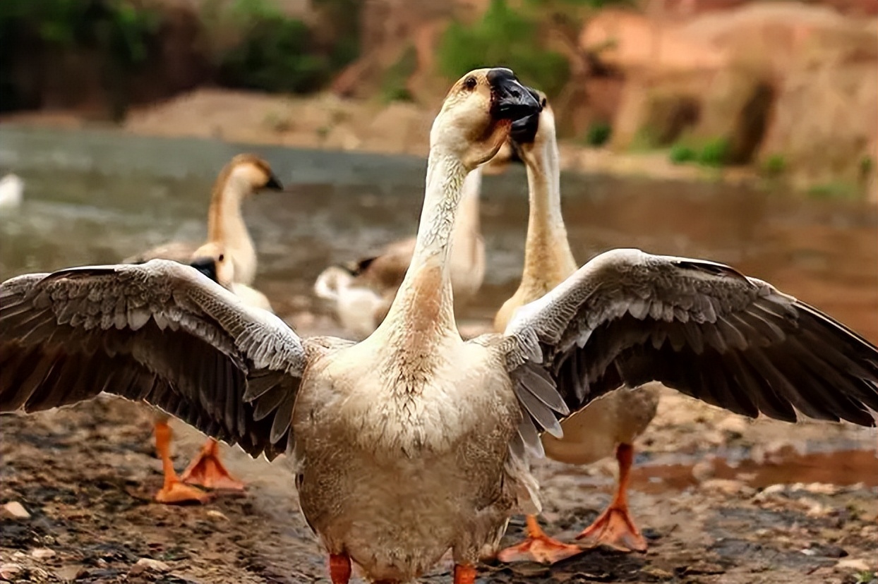 大鹅是杂食性动物吗,为什么鹅是素食性动物