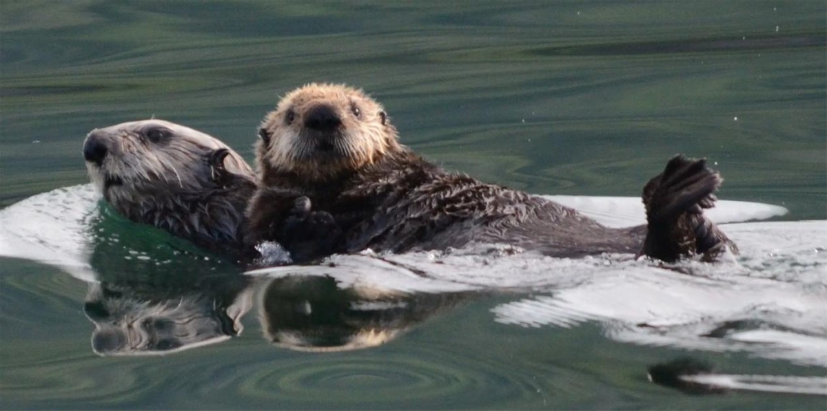 外表可爱却很凶残的动物大熊猫,大熊猫凶残的一面是什么样的