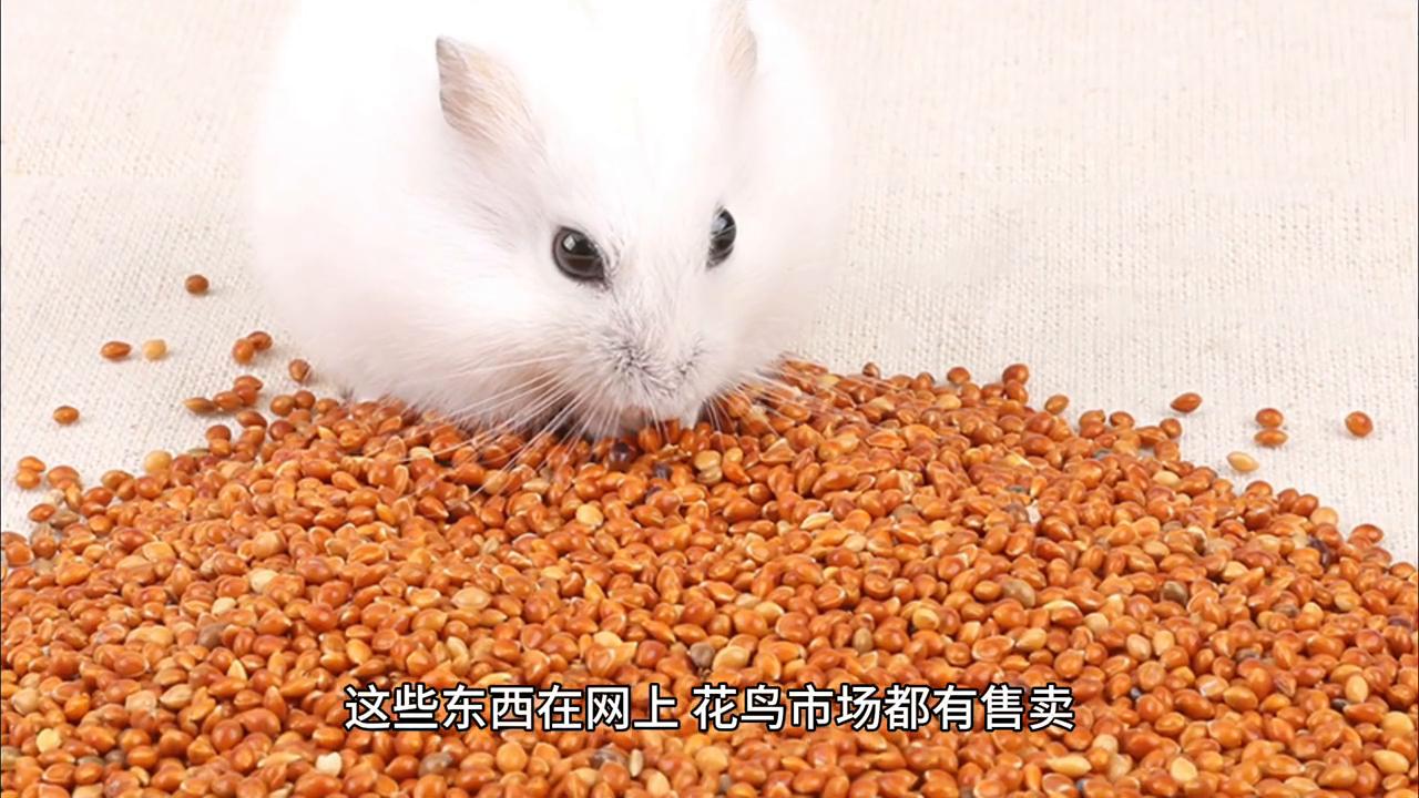 怎样养仓鼠让仓鼠喜欢你,仓鼠新手怎样养仓鼠