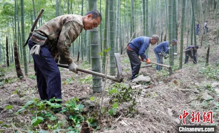 一根竹子打造一万亿产业 (一根小竹子做出大产业)