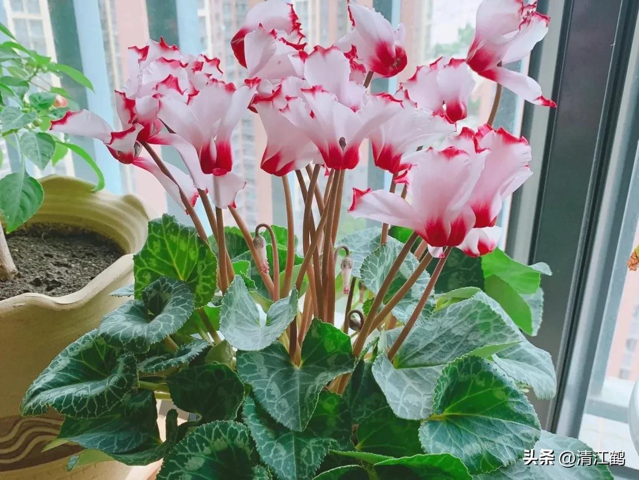 仙客来腐烂的挽救办法,仙客来病了怎么救活