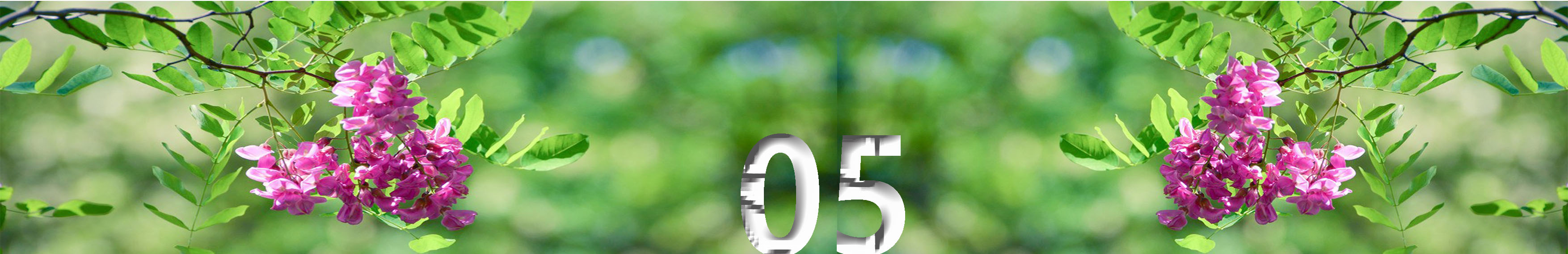 写槐花美的诗句,描写槐花清新淡雅香气四溢的诗句