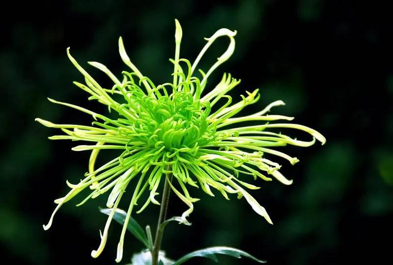 菊花象征坚贞的节操吗,菊花高尚品格