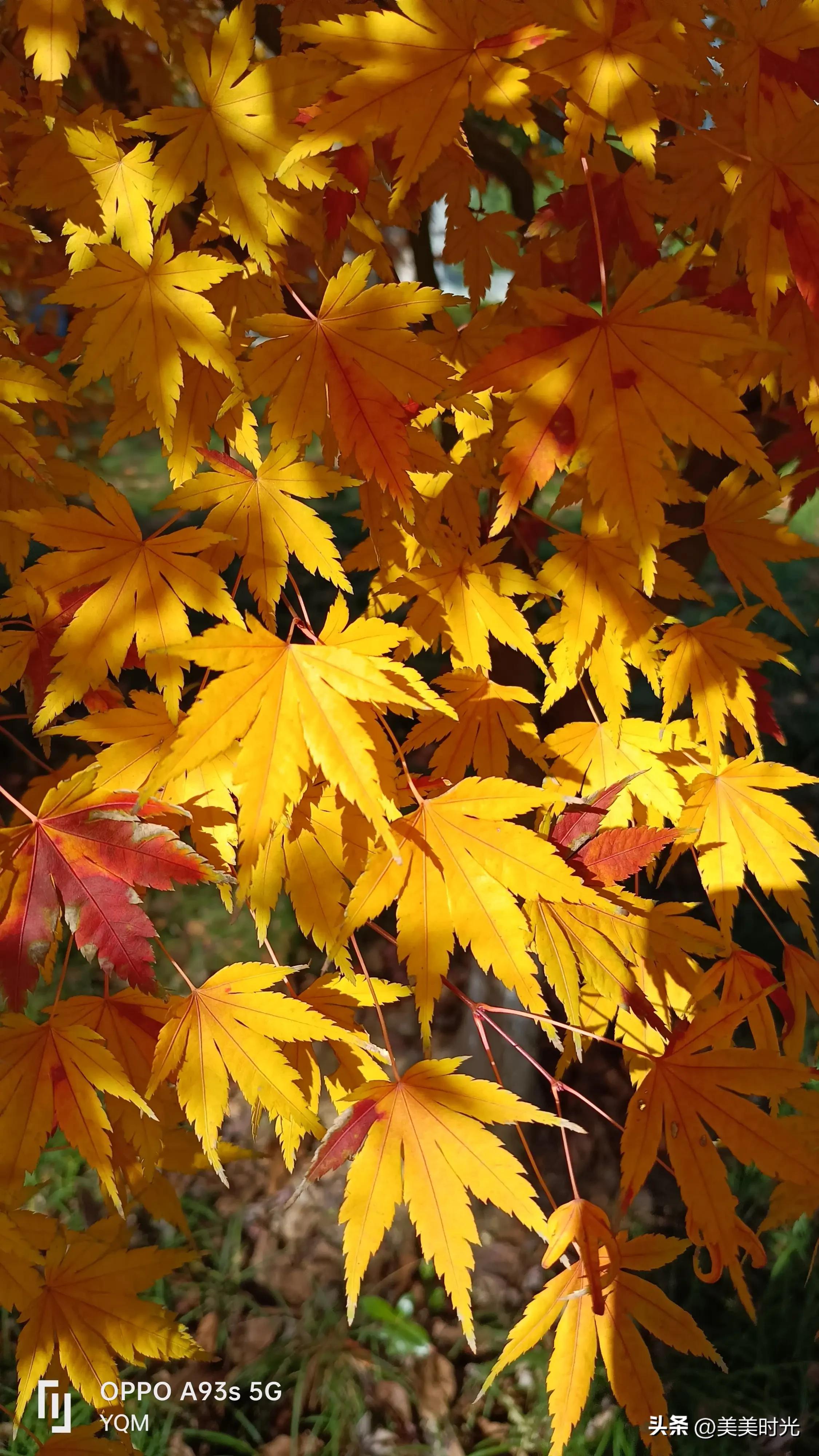 红枫在什么季节最好看,红枫红了的季节