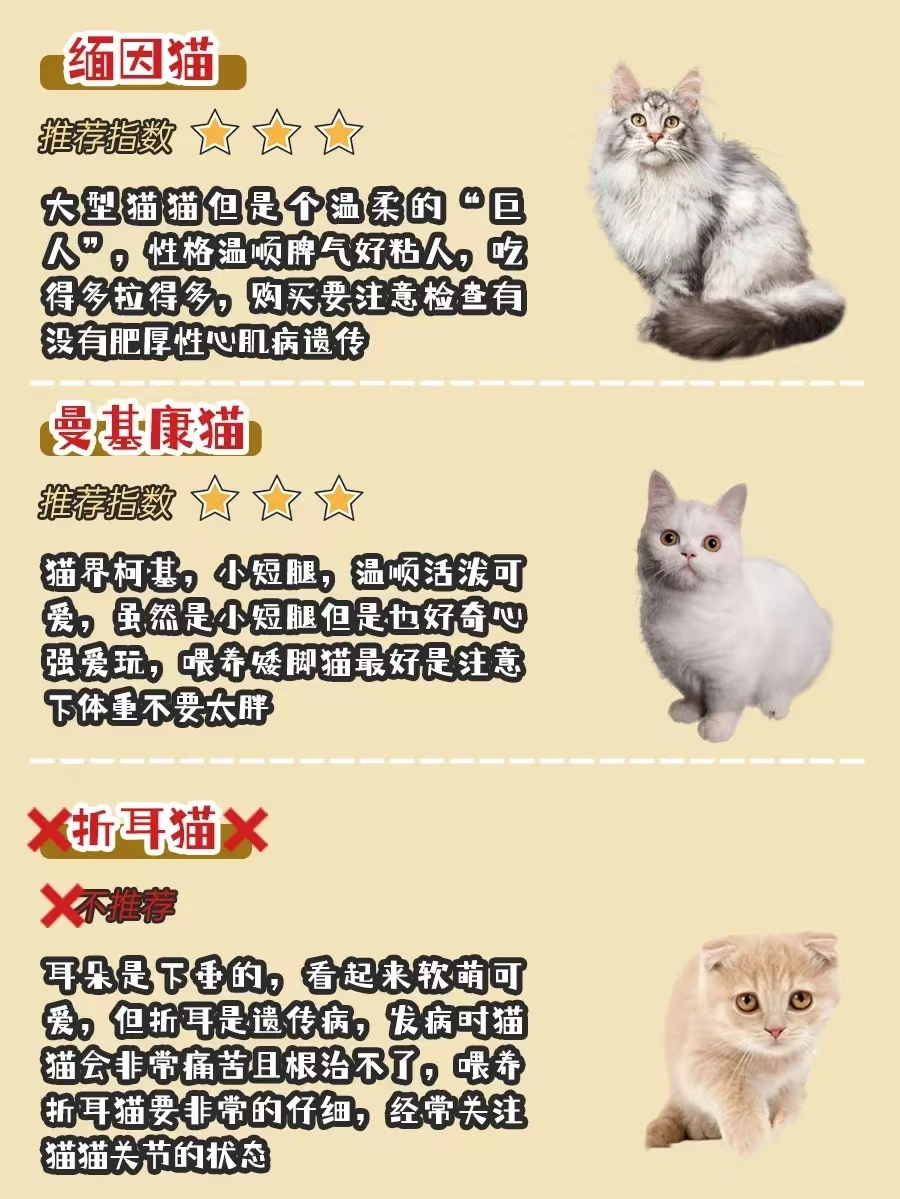 新手选猫怎么避雷,新手选猫应该选哪种猫