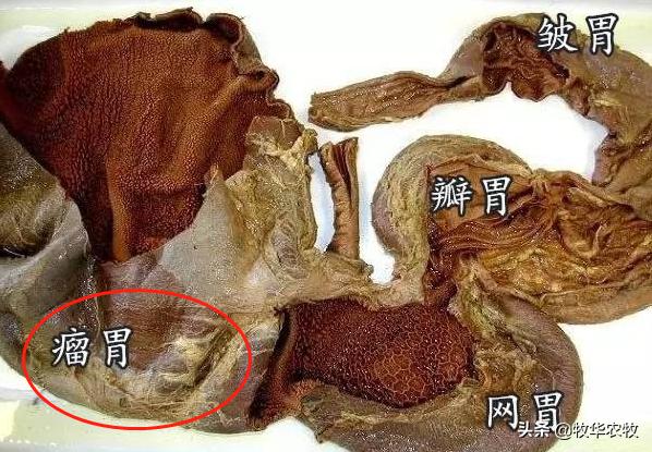 最近牛吃多了不反刍怎么办,养牛不反刍胀肚怎么办