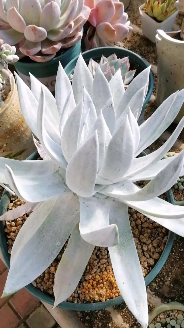 多肉仙女杯喜欢阳光吗,苹果叶仙女杯多肉如何养护