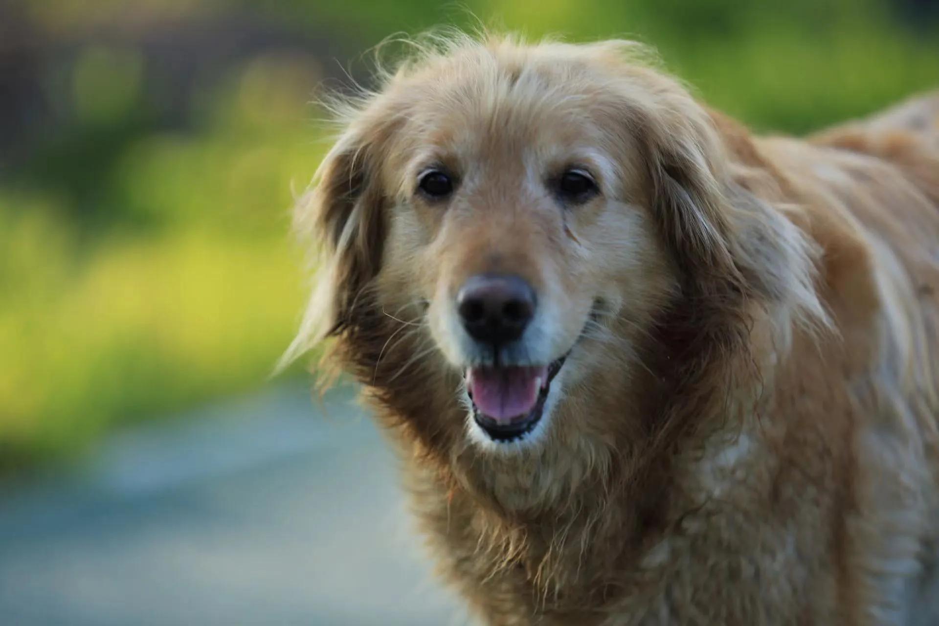 我的毛毛-写给12年相濡以沫的金毛