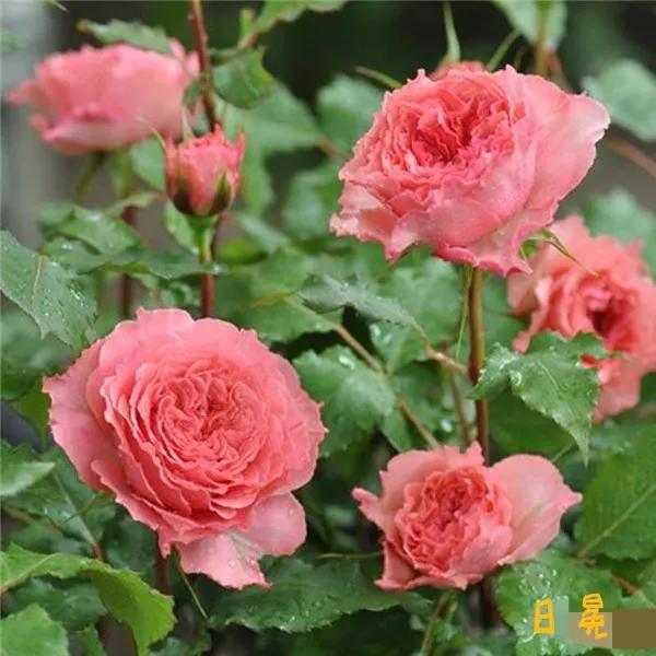 常见切花月季一览（40）（接上期）