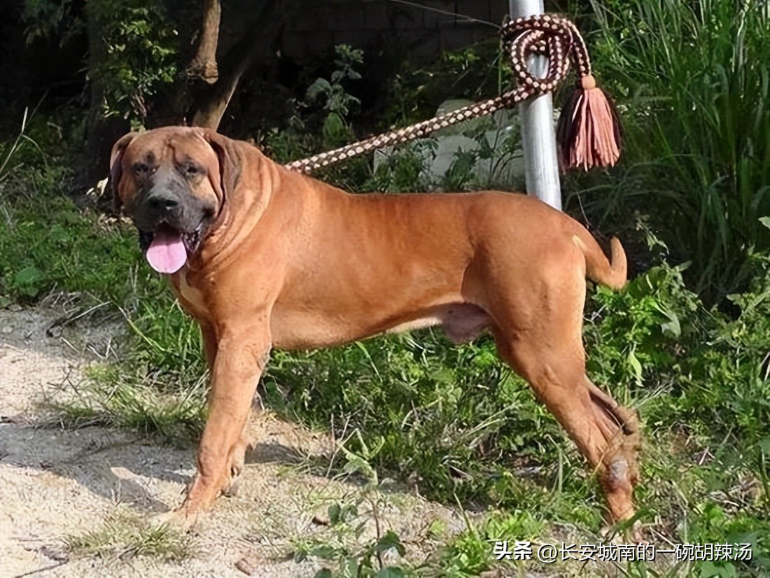 世界名犬大赛全程视频,世界名犬狗狗品种大全