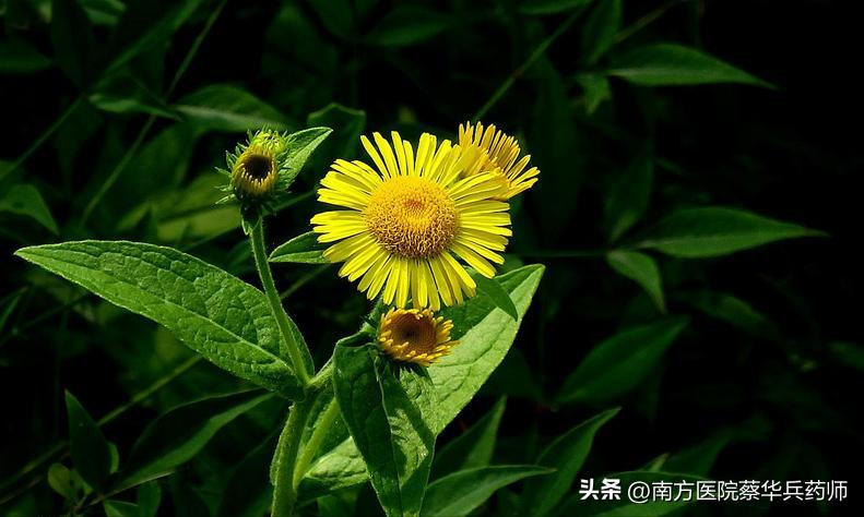 胸闷气短痰多咳嗽要用哪一味中药,慢性咳嗽降气化痰用什么中药好