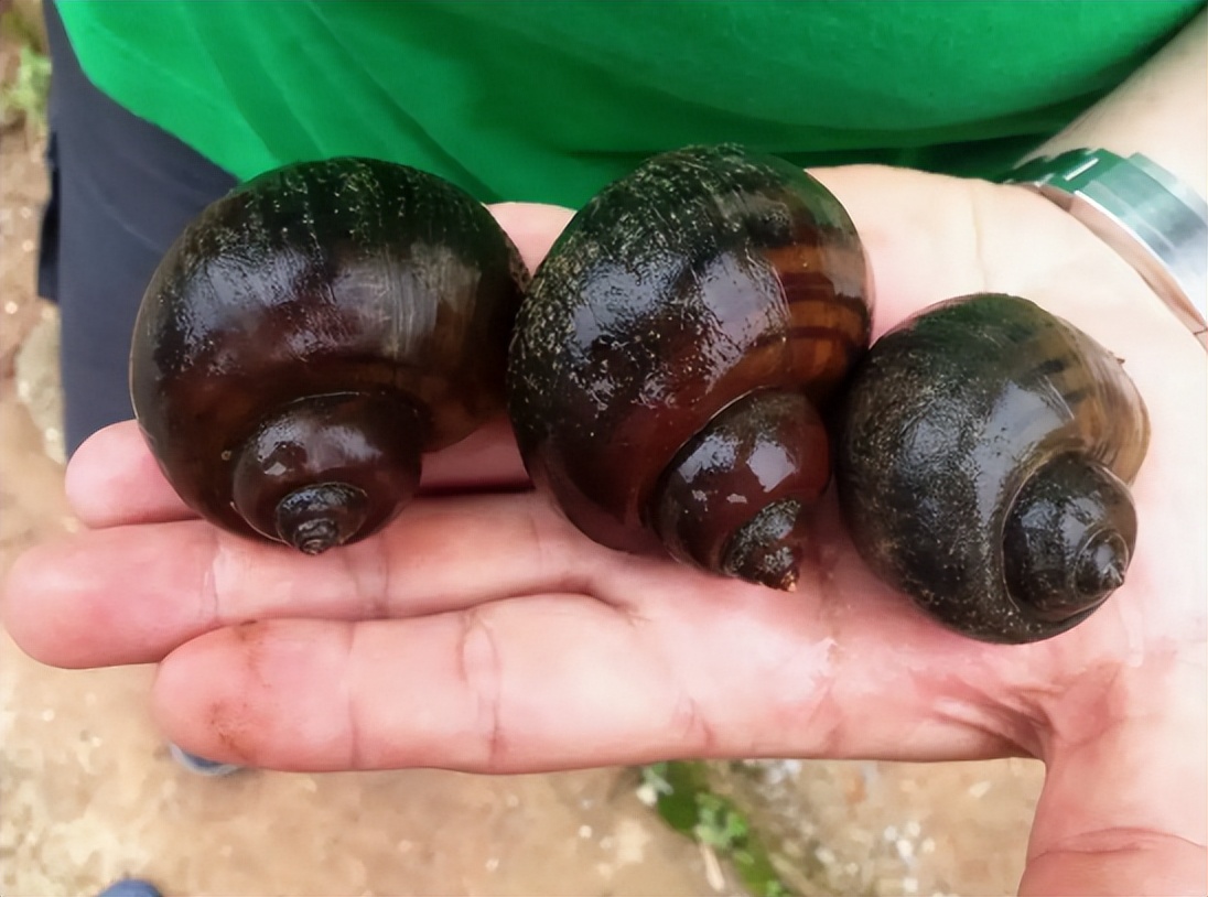 水塘福寿螺泛滥成灾,农村福寿螺成灾