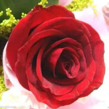 穿红色带来幸运,穿红色衣服好兆头