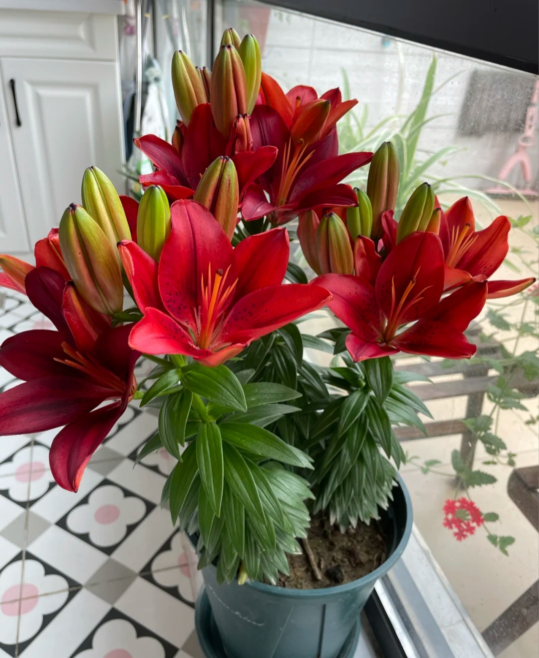 100种花能养在阳台上，50种开花的，40种绿植，10种蔬果