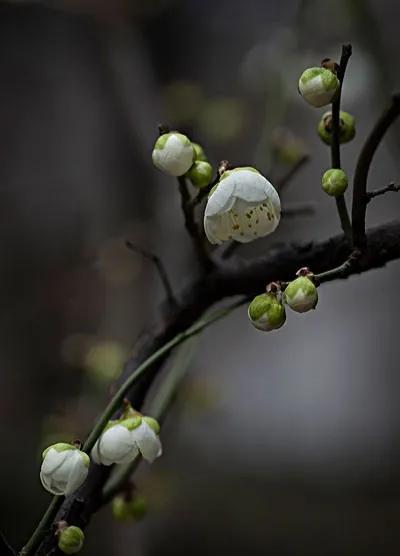 目前云南昭通有多少作家,昭通十大作家