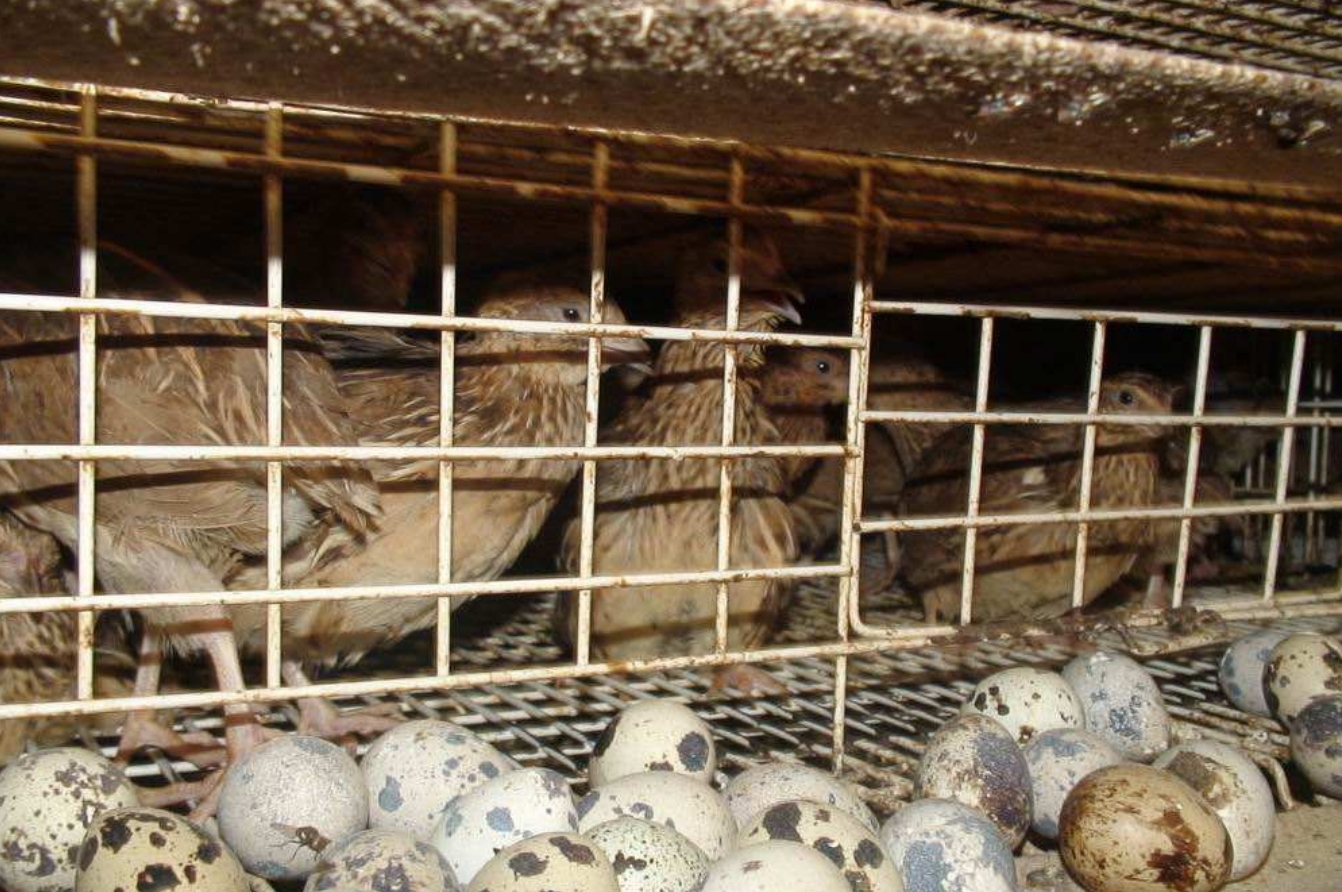 鹌鹑悲惨一生,鹌鹑的悲惨人生