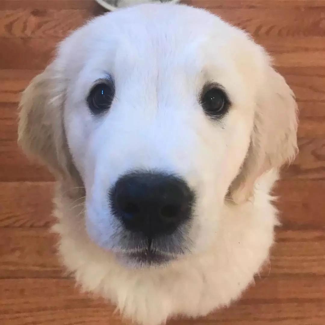 大金毛真的是太暖心了,大金毛到底有多可爱