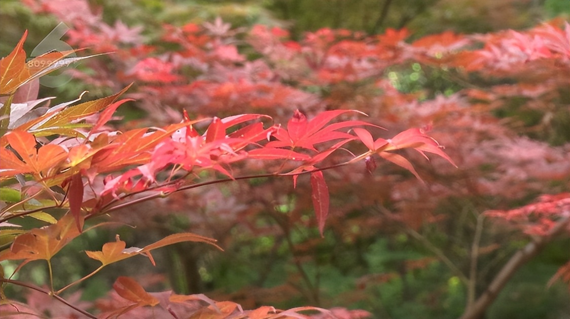 何必远游，昆明这些路上的美景就美呆