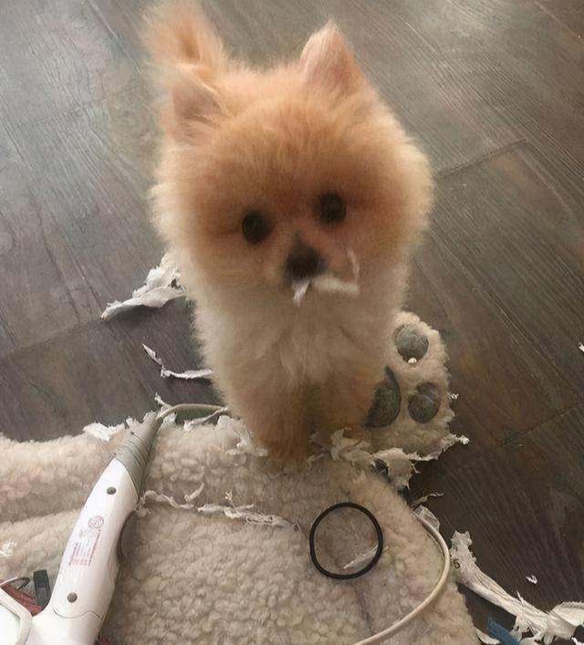 博美犬这些坏毛病竟是聪明的表现,博美犬的5大缺点你知道吗