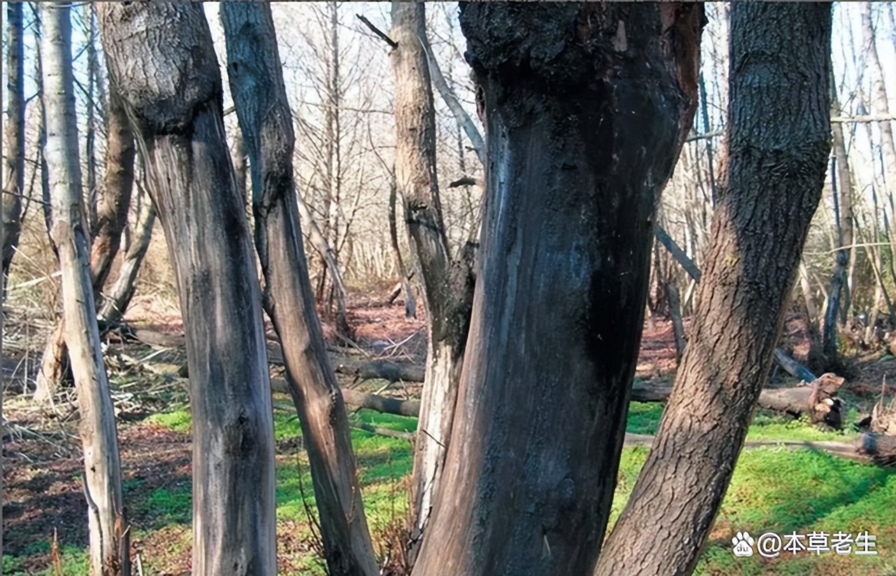 苏合香真假,苏合香哪个产地的最好