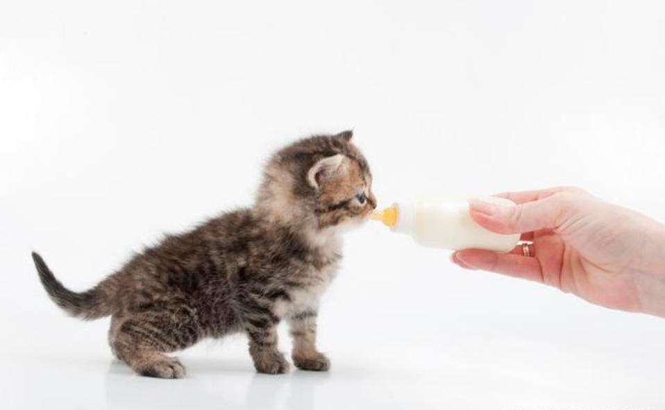捡到一只流浪猫猫咪不开心怎么办,如果捡到一只流浪猫该怎么处理