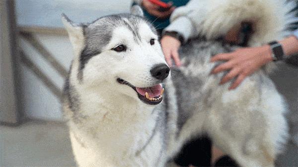 养狗后你可能会发现这些神奇现象,养狗后我发现了这15个神奇现象