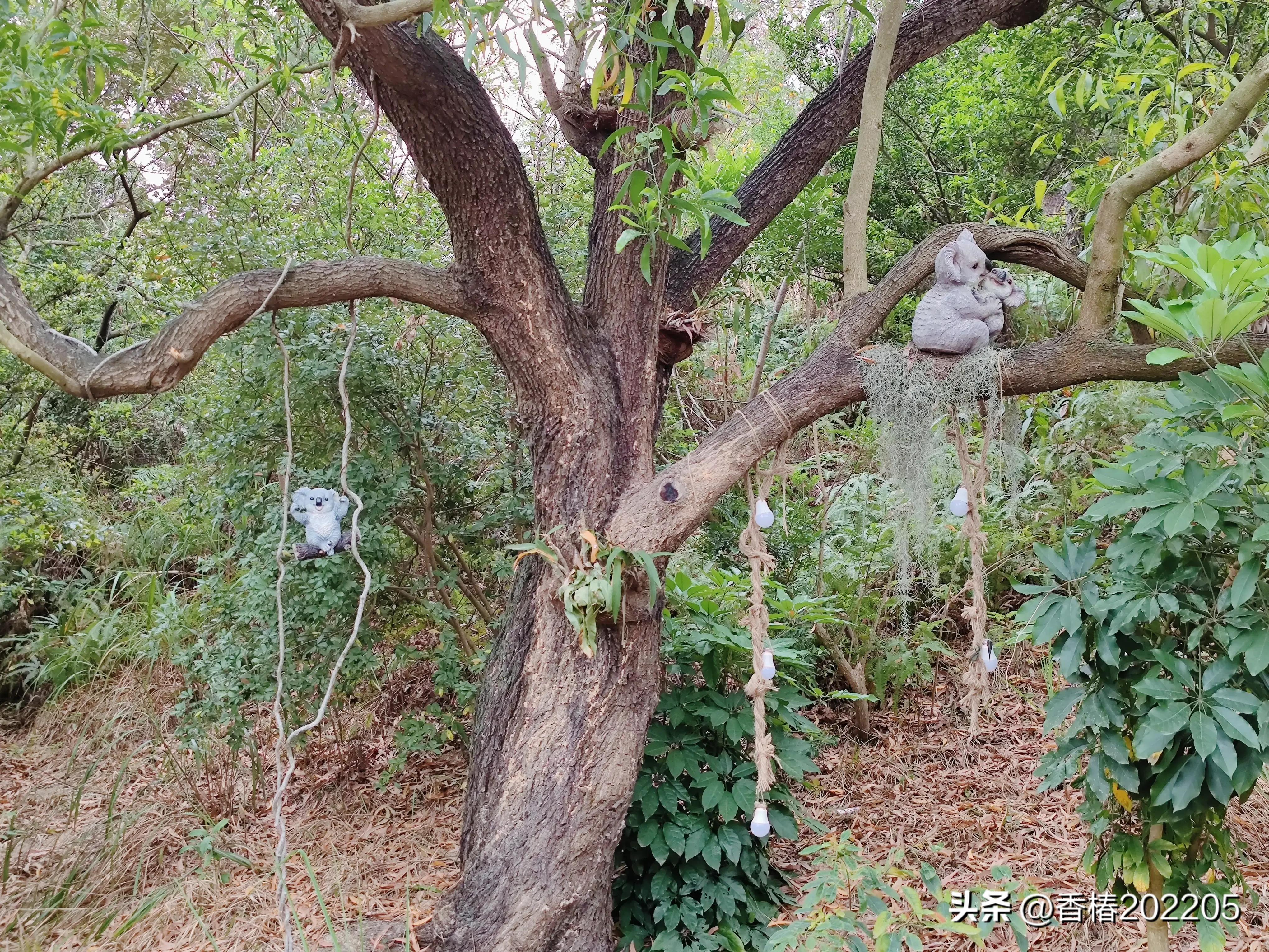 珠海香山云道,香山云道
