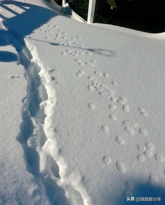 日本侵略暴行记录照片,老照片日本暴行
