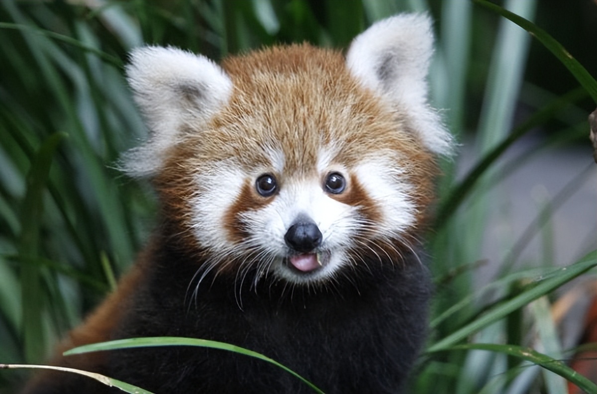 充满想象力的动物图片100张,卡通动物图片大全可爱