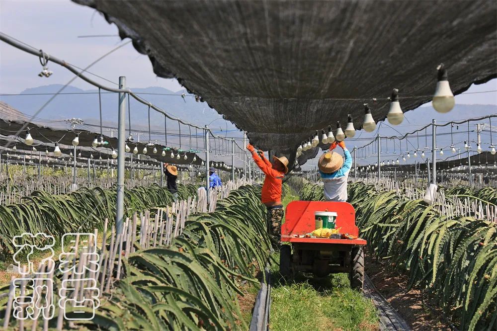 农业项目每亩净收益,农业养殖类项目有没有扶持政策