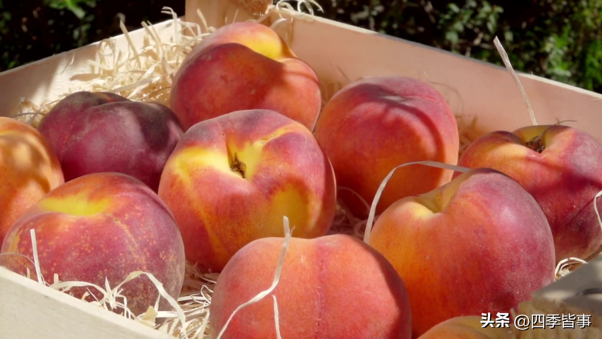 这4种水果热着吃润燥止咳调肠胃,消暑法宝来了这四种水果少不了